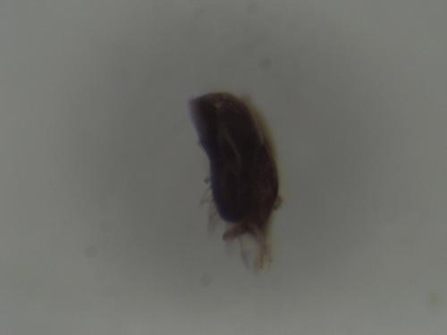 Réf. 334 388 : Hylaeus sinuatus